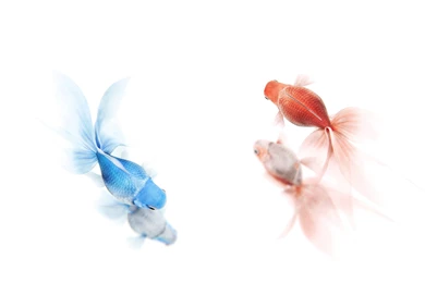 Red Blue Goldfish Wallpapers