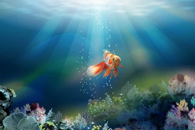 Gold Fish Hd Wallpapers 1080p