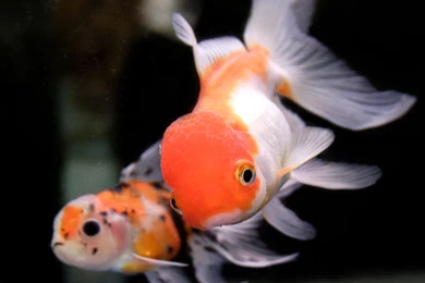 Gold Fish Hd Wallpapers 1080p