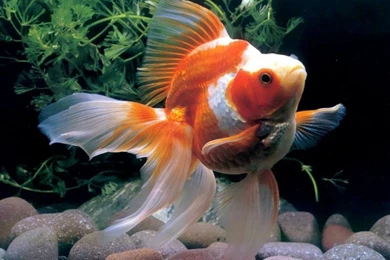 Most Beautiful Fishes