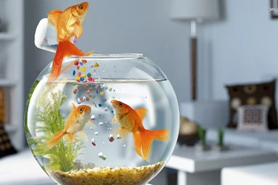 Gold Fishes Wallpapers   ImgMob