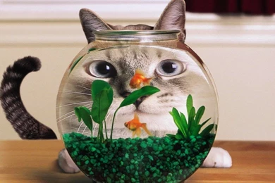 Cat And Gold Fish Wallpapers