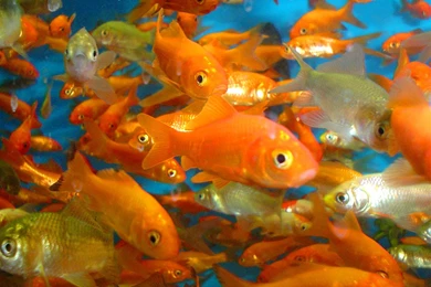 Wallpapers Goldfish Gold Fish 1280x960