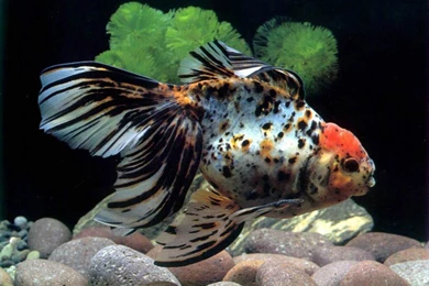 11 Goldfish HD Wallpapers
