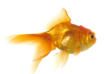 Gold Fish Hd Wallpapers 1080p