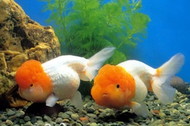 Cute Goldfish Wallpapers   Google Search