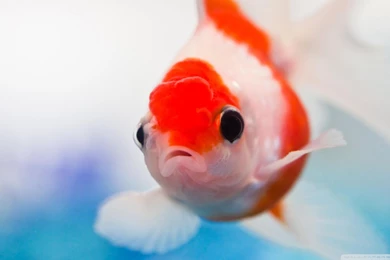 Goldfish Wallpapers 21462 HD Wallpapers