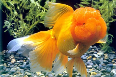 Gold Fish Pictures ~ Atoz Desktop Wallpapers