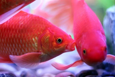 Beautiful Goldfish Close up Wallpapers 1366×768