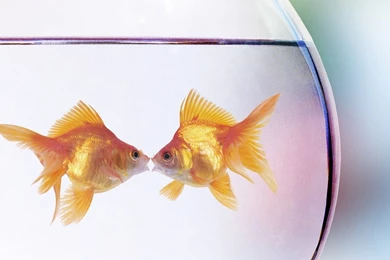 Gold Fish Fish Wallpapers