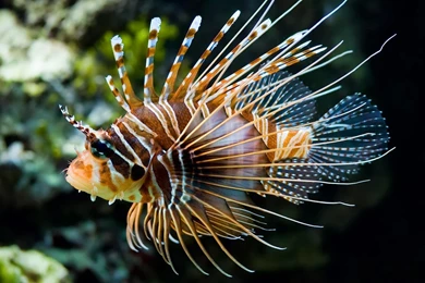 Beautiful Fish Wallpapers Hd