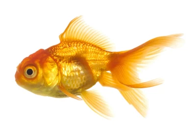 Top HD Goldfish Wallpapers