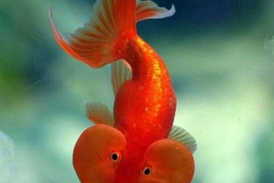 Common Goldfish Wallpapers HD Download