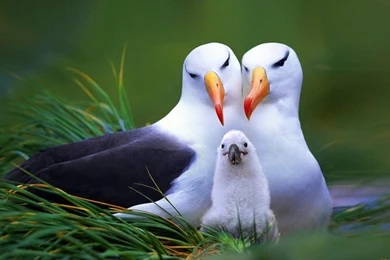 Free Bird Pics For Mobile Wallpapers , Birds Desktop , Download ...