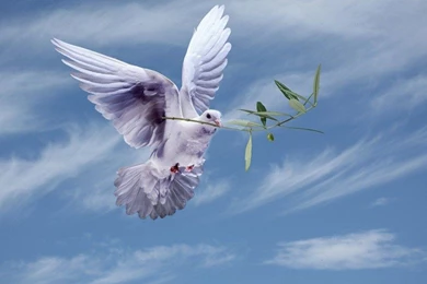 White Dove With An Olive Branch,symbol Of Peace Hd Wallpapers For ...