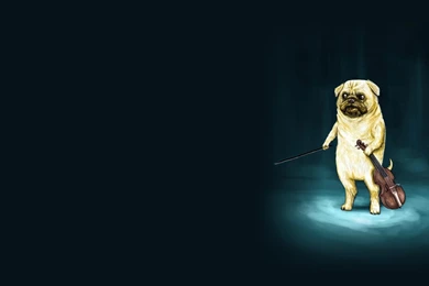 Pug Playing The Violin   Wallpapers