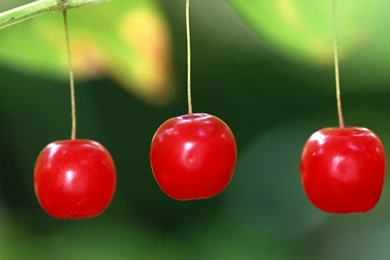 Cherry Wallpapers 1920x1200 Wallpapers, 1920x1200 Wallpapers ...