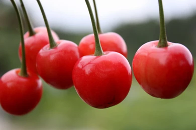 122 Cherry HD Wallpapers