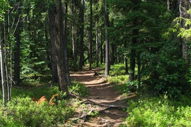 Canadian Woodland By XXx Dreamscapes xXx On DeviantArt