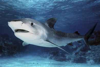 Shark Wallpapers HD Pictures