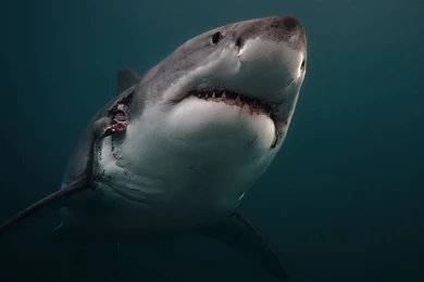 Download Wallpapers 3840x2400 Shark, Predator, Underwater Ultra HD ...