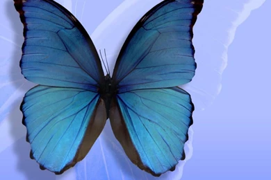 Butterflies Blue Color Hd Wallpapers   (