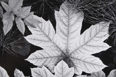 Amon Carter Museum To Exhibit Ansel Adams Photographs