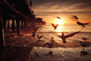 Sunset, Birds, Bridge, United States, California Wallpaper,Sunset ...