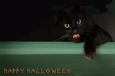 Desktop Wallpapers · Gallery · Miscellaneous · Happy Halloween All ...