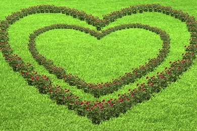 Moving Background Cool Love Roses Animation!   YouTube