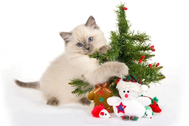 Nice Cute Cat With Christmas Tree Wallpapers