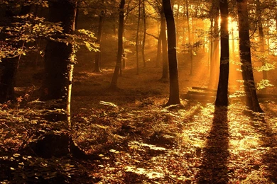 Cute Good Morning Wallpapers Good Morning Wishes Cute Morning Nice ...