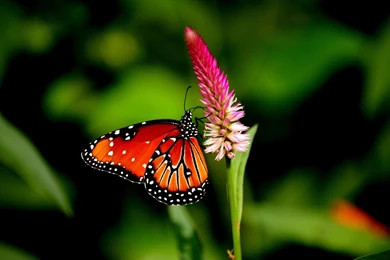 Cute Butterfly Nice HD Wide Wallpapers