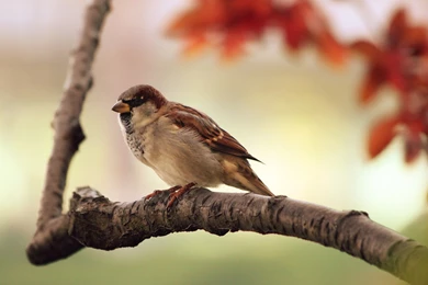 Sparrow Resting Animal Nice Bird Cute Sparrow Resting 891 Birds ...