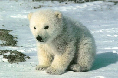 Nice Cute Bears Polar Nature Cute Wallpaper, HQ Backgrounds