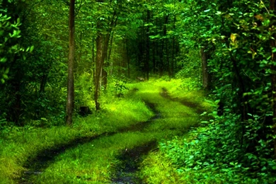 HD Nature Wallpapers