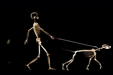 Skelleton Cool Funny Wallpapers