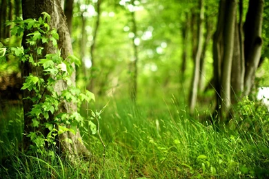 HD Spring Forest Wallpapers And Photos