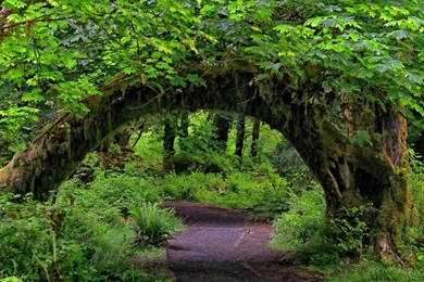 1341 Forest HD Wallpapers