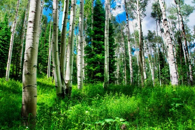 HD Forest Wallpapers And Photos