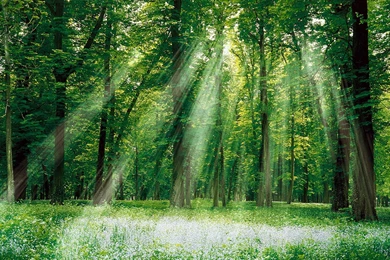 Download Magical Forest Wallpapers, Pictures, Photos And Backgrounds