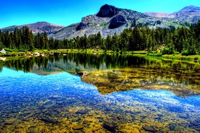 HD Gorgeous Pine Forest Wallpapers And Photos