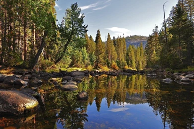 846664 Lovely Pine Forest Wallpapers