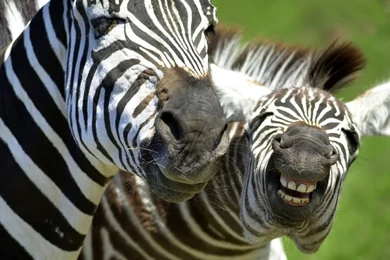 Desktop Wallpapers · Gallery · Animals · Zebras (African Animals ...