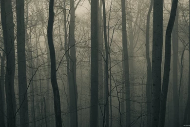 Creepy And Foggy Forest Wallpaper Backgrounds