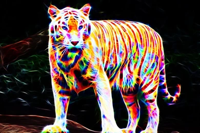 Colorful Tiger Wallpapers