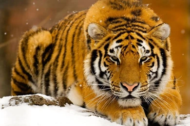 Siberian Tiger In Snow HD Desktop Wallpapers : Widescreen : High ...