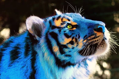 Cool Tiger Backgrounds   Wallpapers Cave