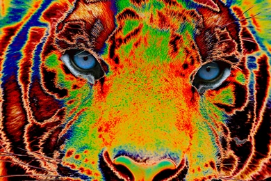 Colorful Tiger By Silosson On DeviantArt