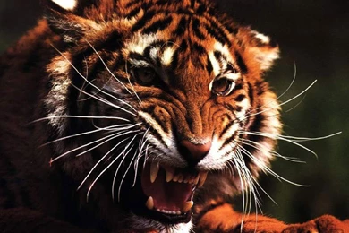 Paper Tiger Wallpapers   Wallpapers HD Wide